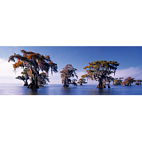 1000 Bitar - Bald Cypresse